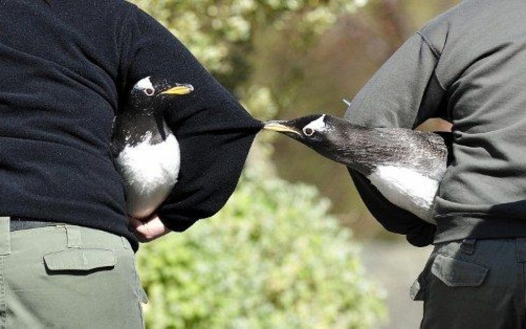 Великобританія, Единбург. Пінгвіни генту граються, доки працівники прибирають їхній новий вольєр в зоопарку Единбурга. / © AFP