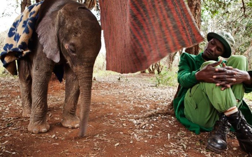 У Кенії відкрили ясла для слоненят / © National Geographic