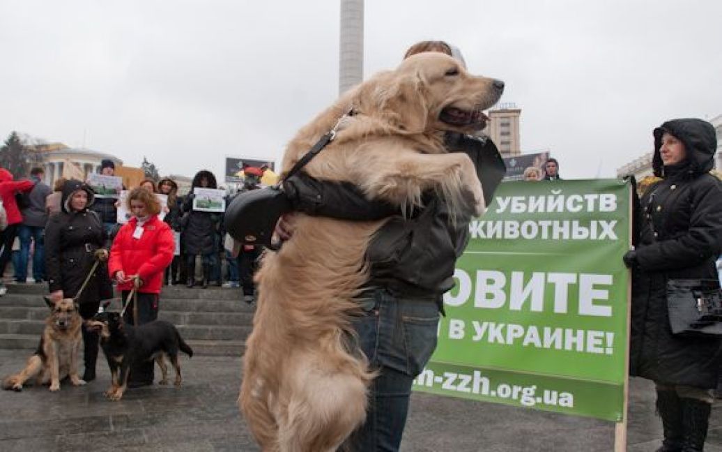 Марш проти вбивств безпритульних тварин в Україні напередодні Євро-2012. / © Євген Малолєтка/ТСН.ua
