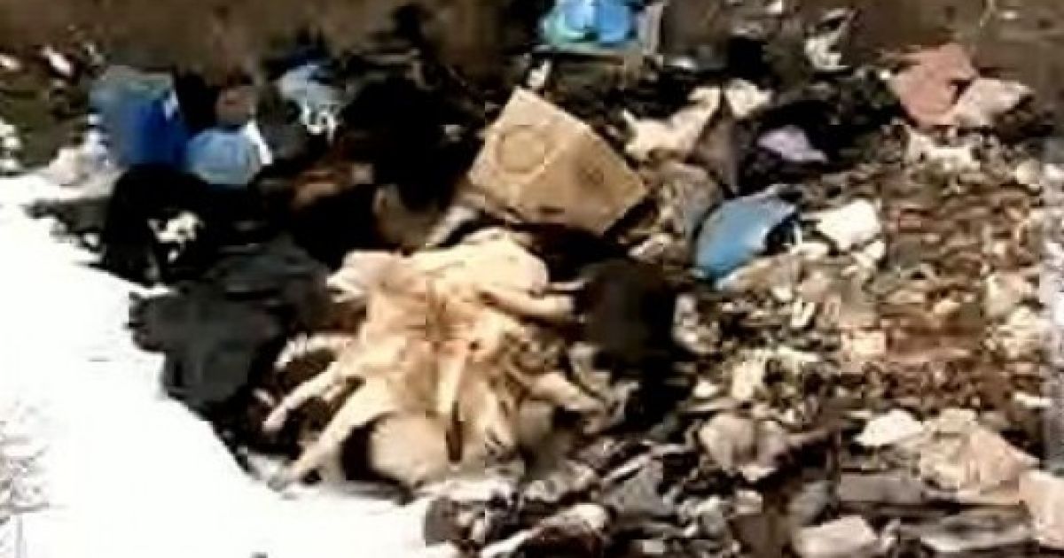 У могильнику знайшли понад 30 трупів тварин. Скріншот з відео