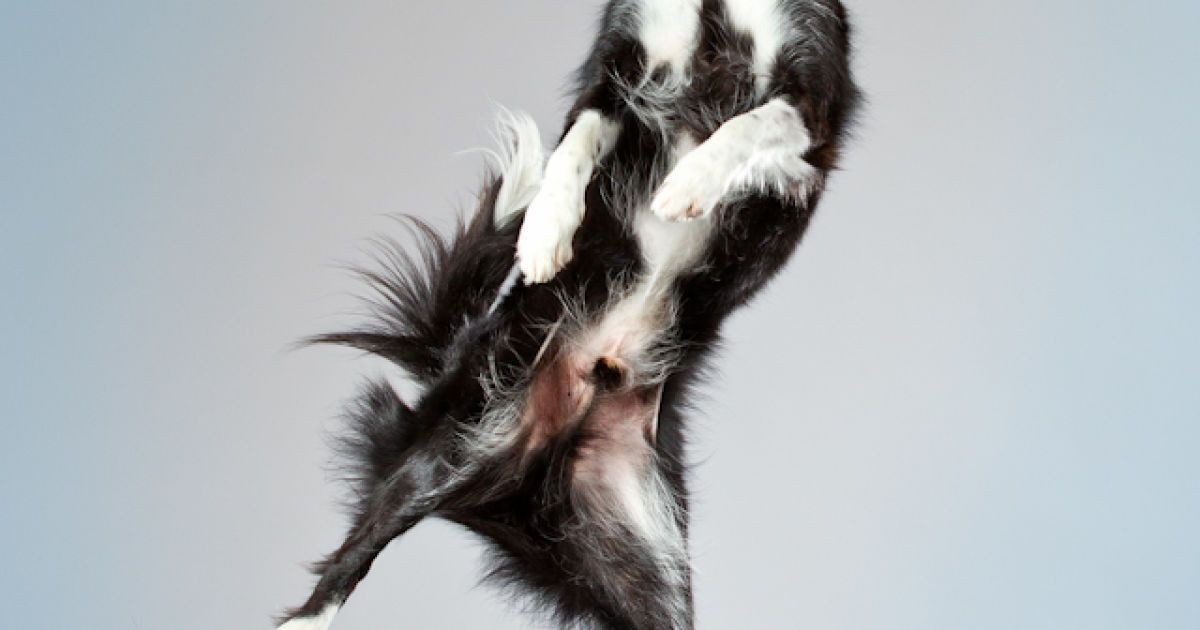 Діти хворіють рідше, якщо у домі є собака чи кіт