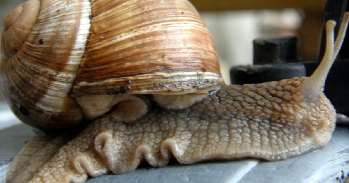 Комах можна підключати до відеокамер та через них спостерігати за ворогом