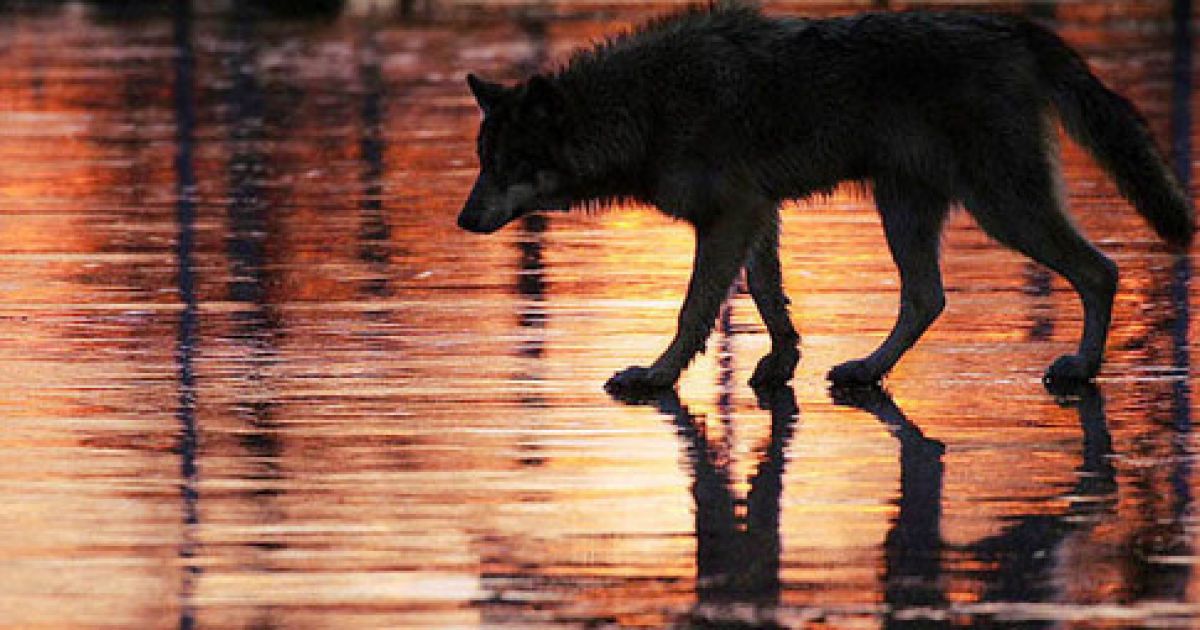 У ветеринарній практиці стався унікальний випадок