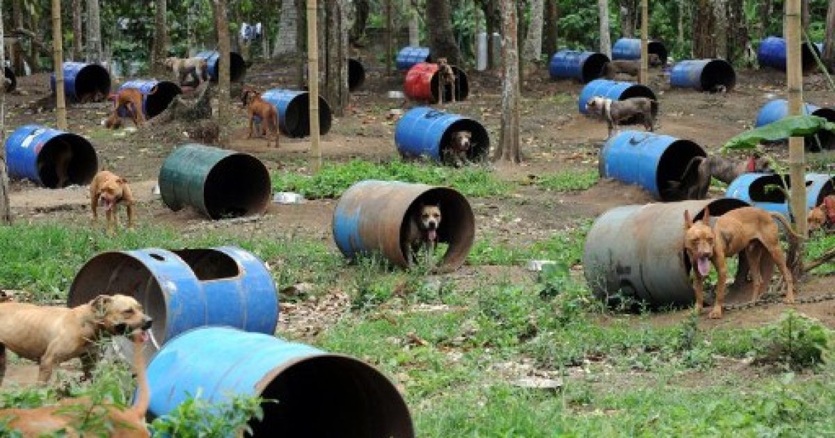 Філіппіни, Сан-Пабло. Поліцейські врятували 300 важкопоранених собак з нелегального притулку, де їх утримували у сталевих бочках. З тварин планували зробити бійцівських собак для Південної Кореї. / © AFP