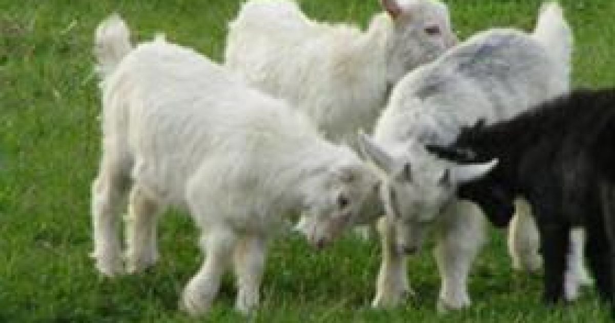 Кожна група козенят створює свій діалект