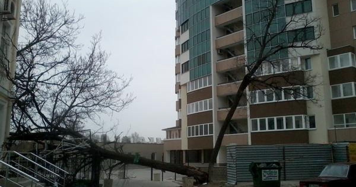 Штормовий вітер повалив дерева у Симфрополі / © crimea.vgorode.ua