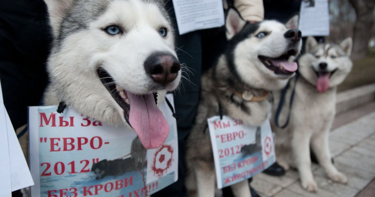 Марш проти вбивств безпритульних тварин в Україні напередодні Євро-2012.