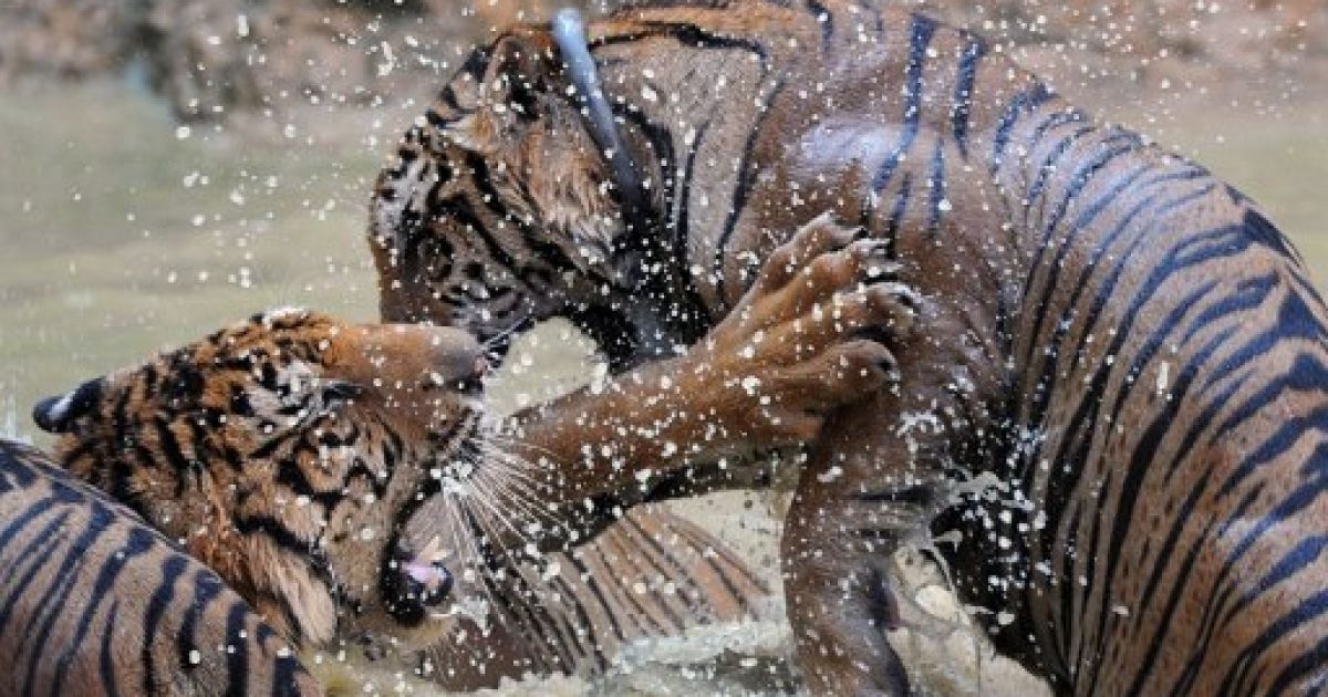 Тигри вільно граються у воді