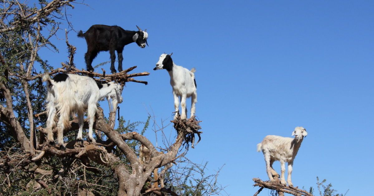 Кози в Марокко пасуться на деревах / © Фототелеграф