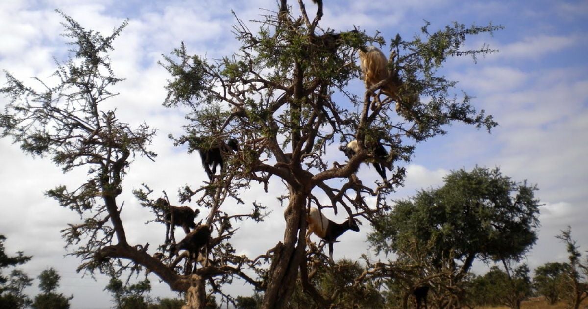 Кози в Марокко пасуться на деревах / © Фототелеграф