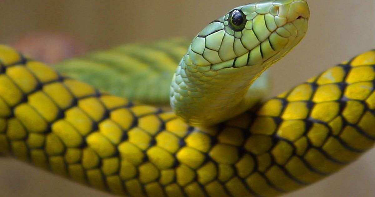 Змії стали активніше нападати на людей