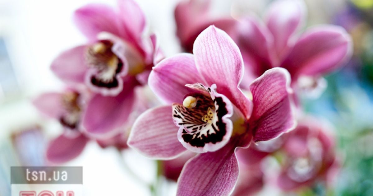 На 8 березня VIPи побалують жінок цирком, роялем та квітами на колючому дроті