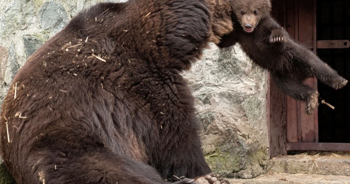 Потім хапає за загривок і трясе по сторонам