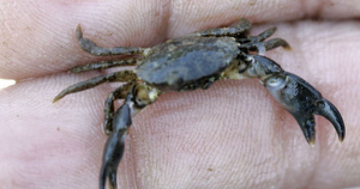 Зловмисник спіймав майже 200 крабів.