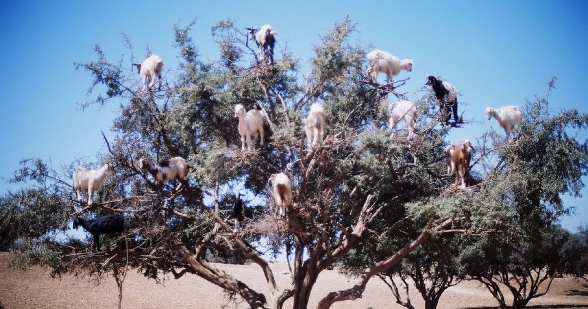 Кози в Марокко пасуться на деревах / © Фототелеграф