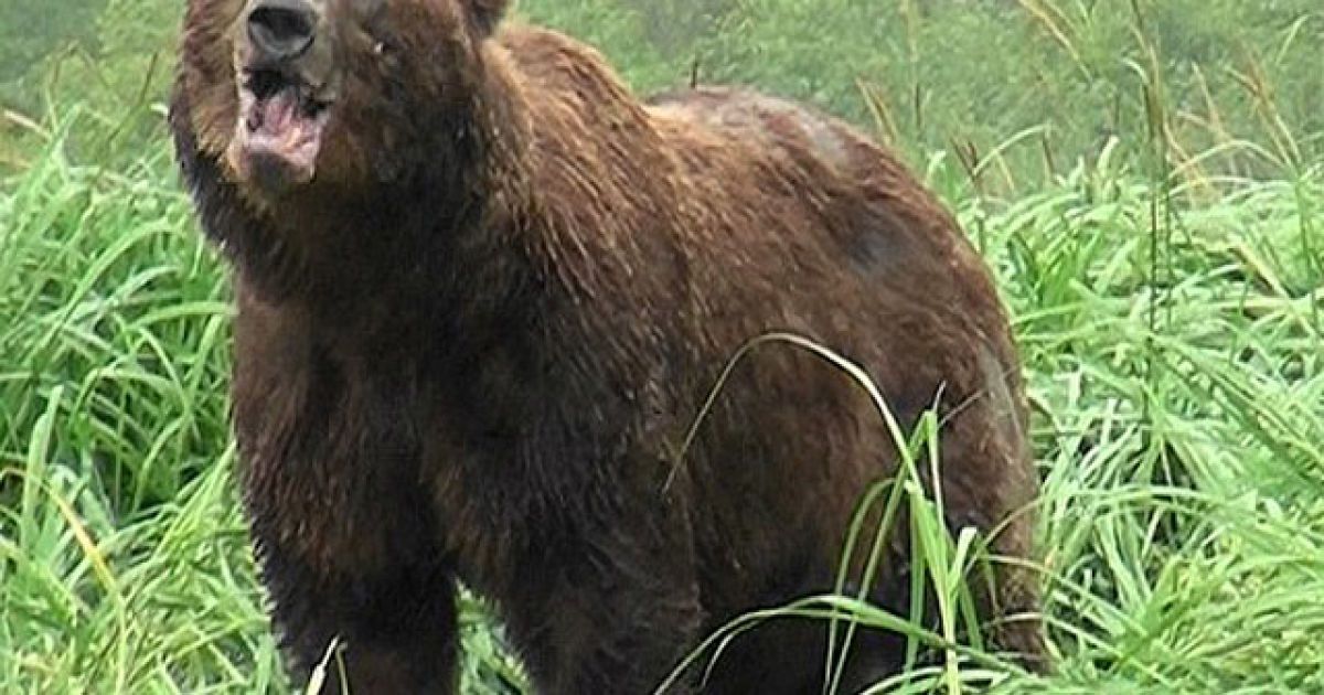 Ведмідь напав на дівчинку в лісі.