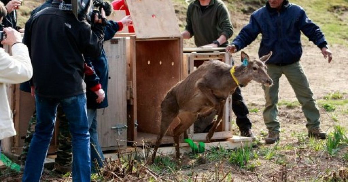 Франція, Летья. Сардинсько-корсиканського оленя звільняють під час операції з випуску тварин у природнє середовище. / © AFP