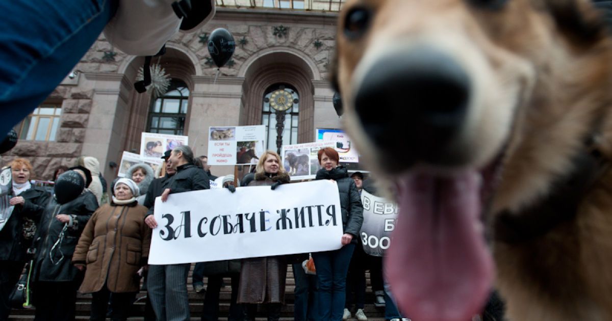 Марш проти вбивств безпритульних тварин в Україні напередодні Євро-2012.