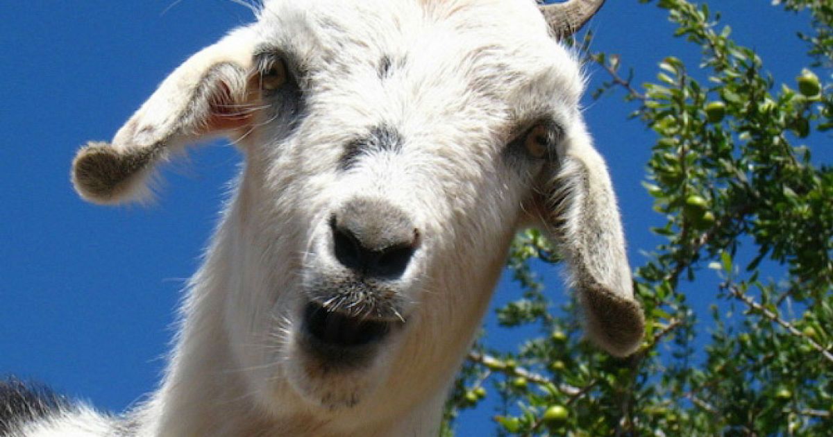 Кози в Марокко пасуться на деревах / © Фототелеграф