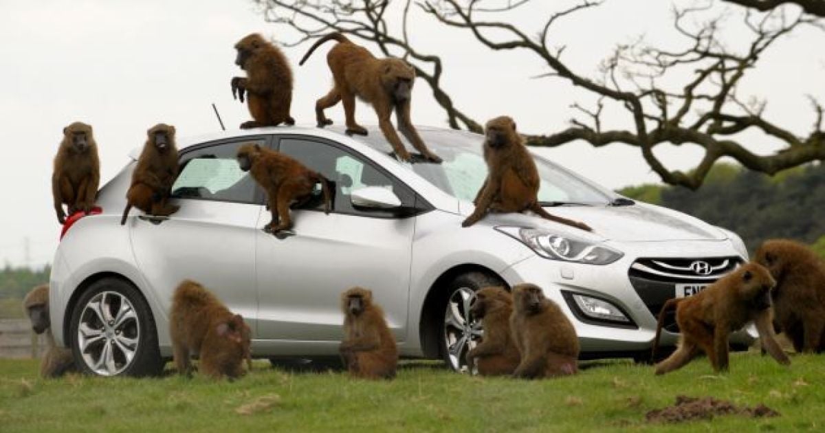 40 мавп проводили краш-тест новенькому авто від Hyundai / © The Daily Mail