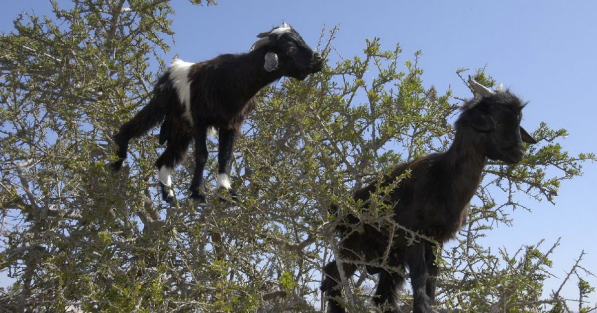 В зоопарку відсвяткували день свійських тварин.