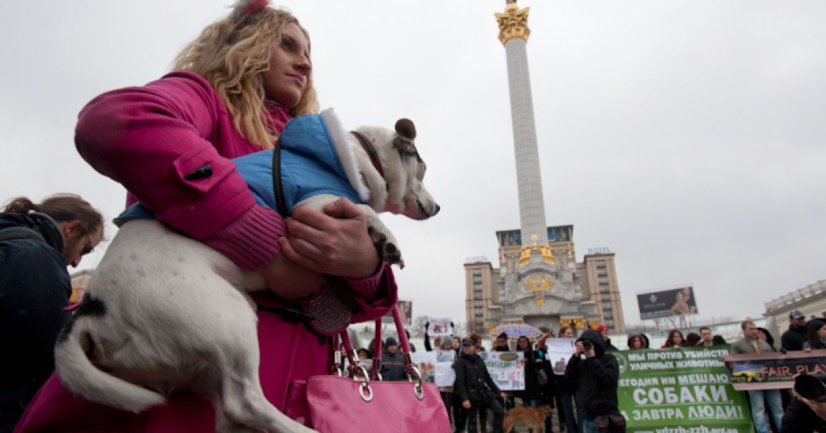 Марш проти вбивств безпритульних тварин в Україні напередодні Євро-2012.