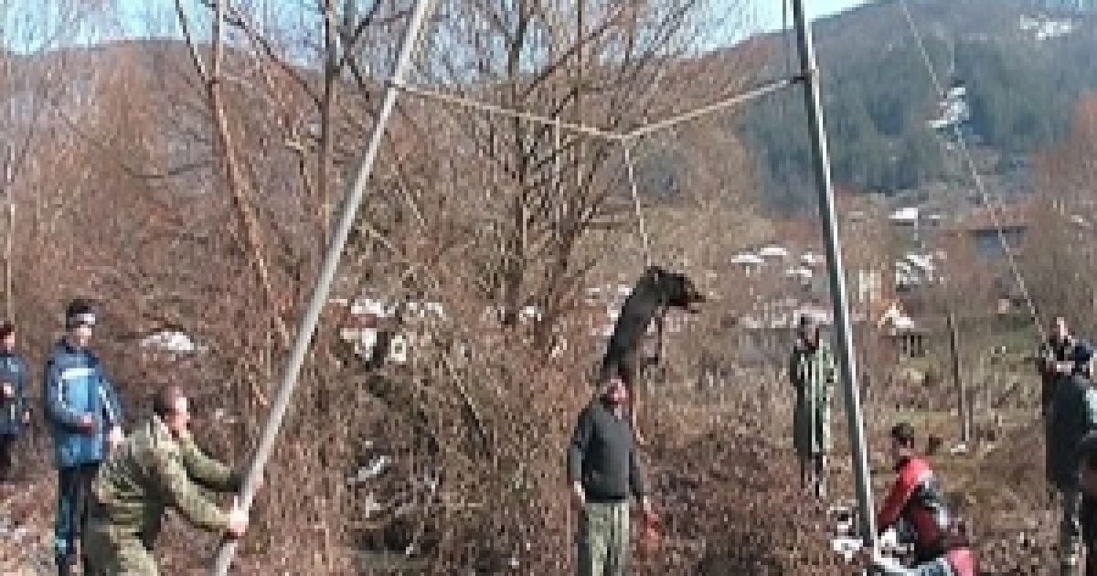 Собак розкручують на мотузках, а потім вони знесилені падають у річку.