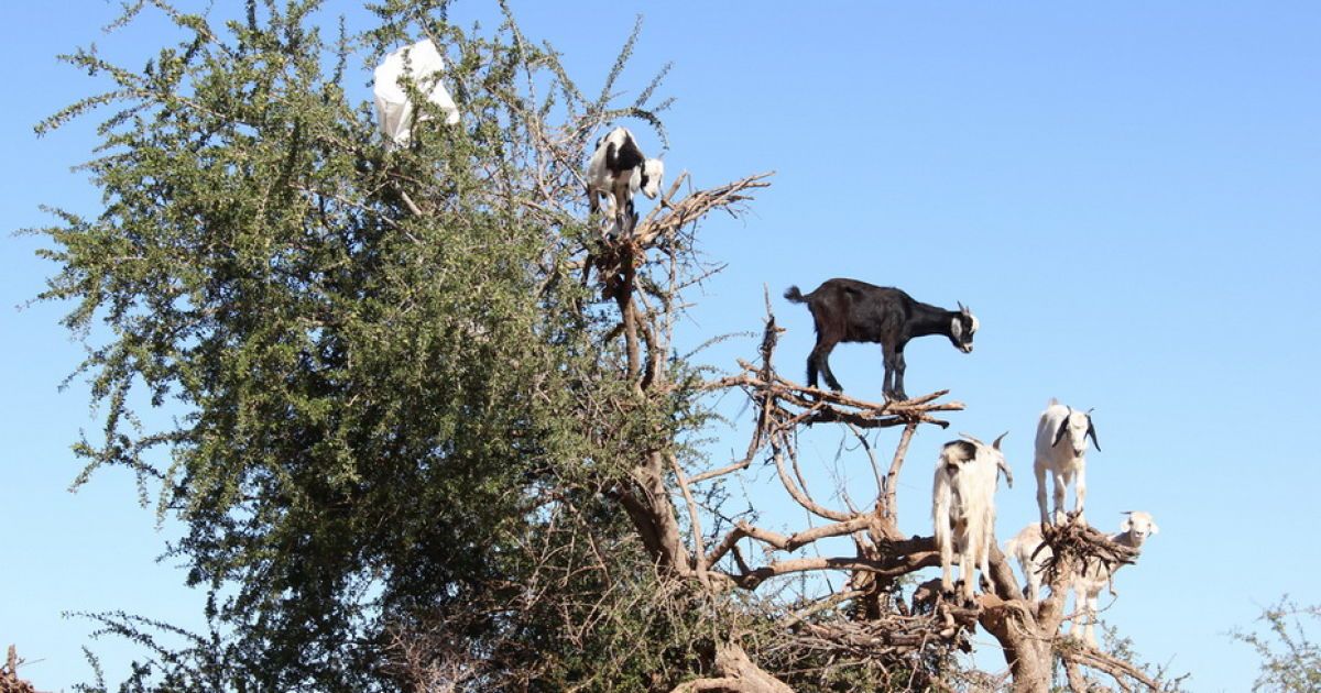 Кози в Марокко пасуться на деревах / © Фототелеграф