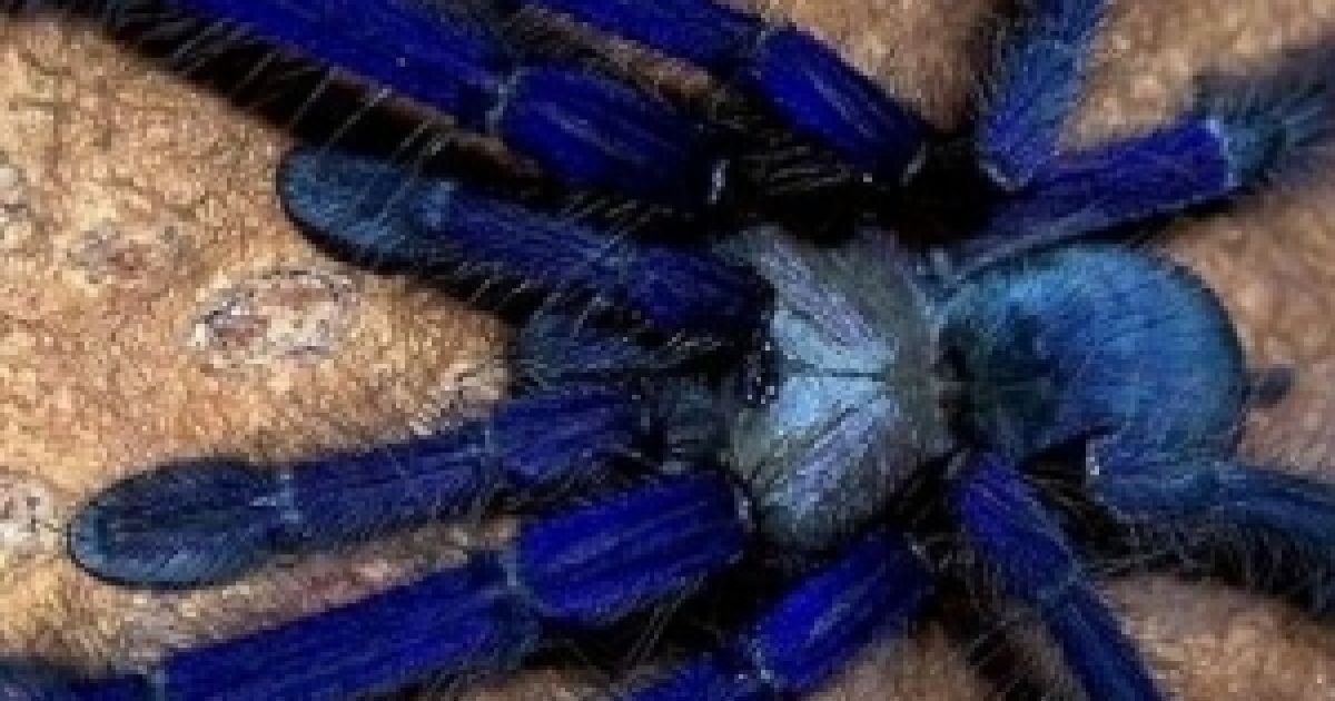 Нові павуки могли прилетіти з Австралії з ламінатом. Ілюстрація