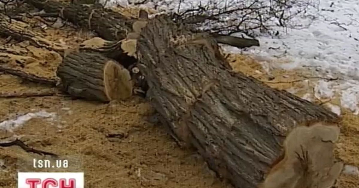На ранок замість парку люди побачили самі лише пеньки і гілки