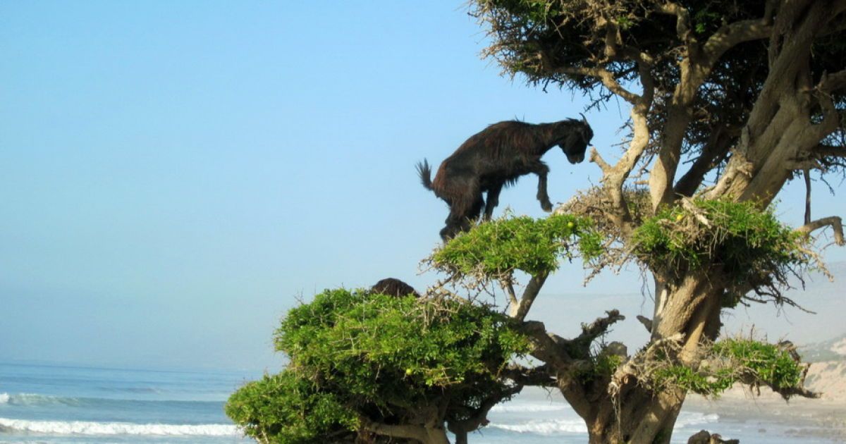 Кози в Марокко пасуться на деревах / © Фототелеграф