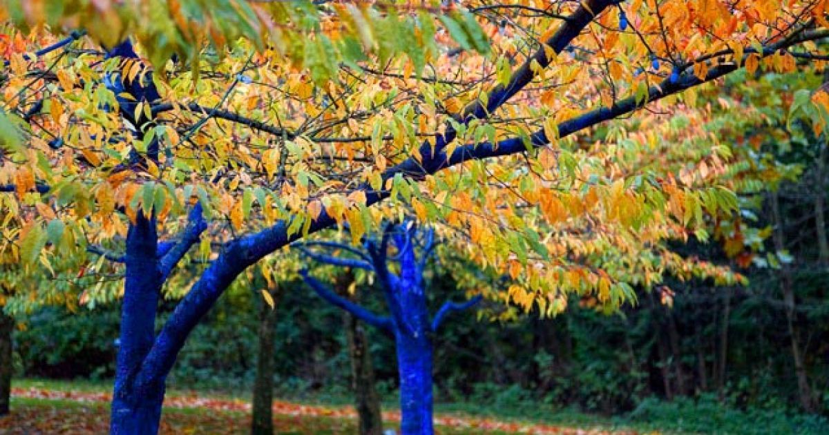 Сині дерева - проект Blue Trees / © kondimopoulos.com