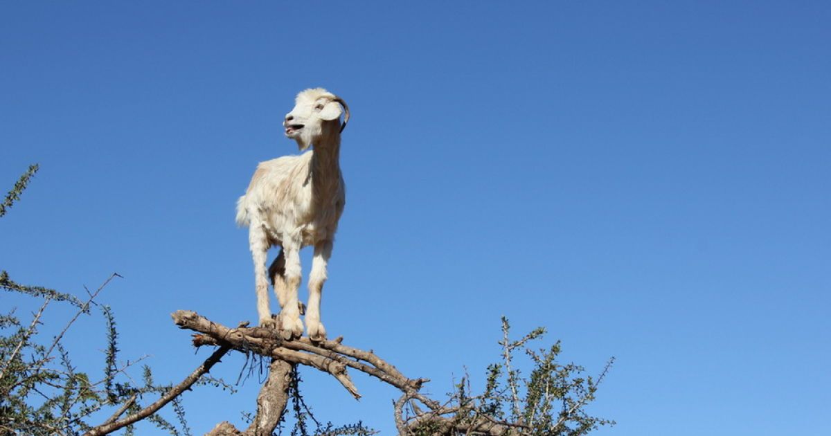 Кози в Марокко пасуться на деревах / © Фототелеграф