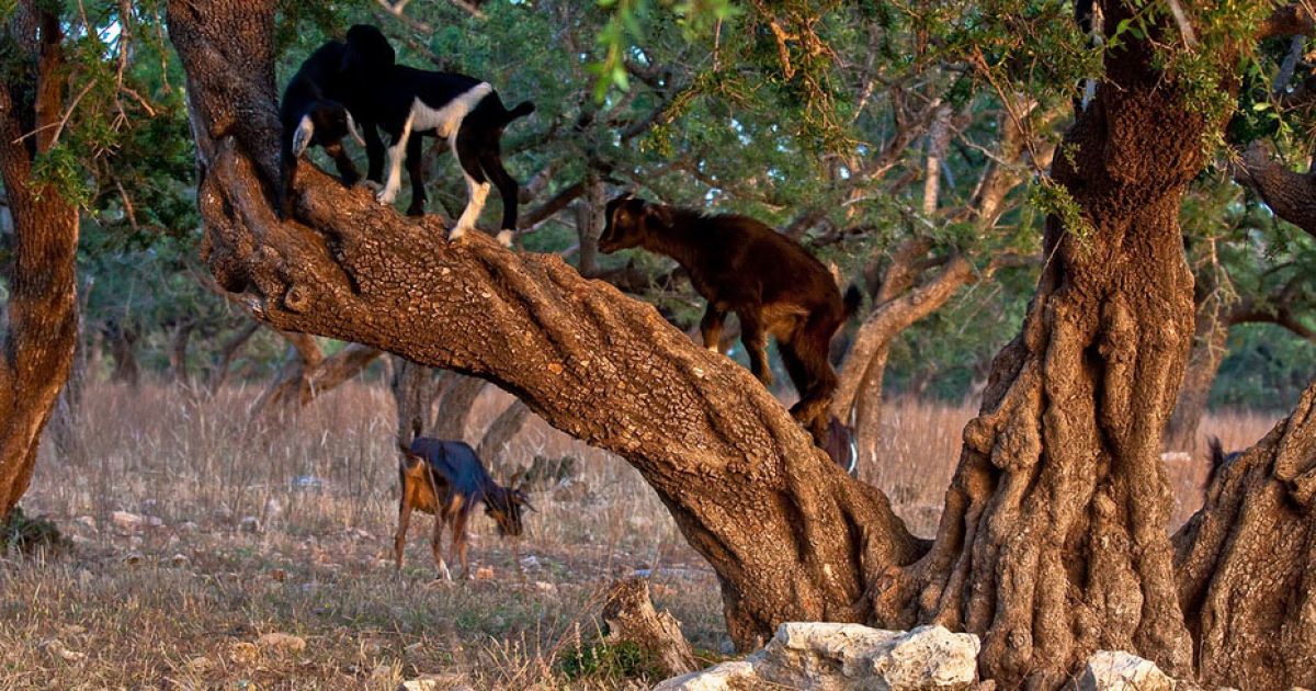 Кози в Марокко пасуться на деревах / © Фототелеграф