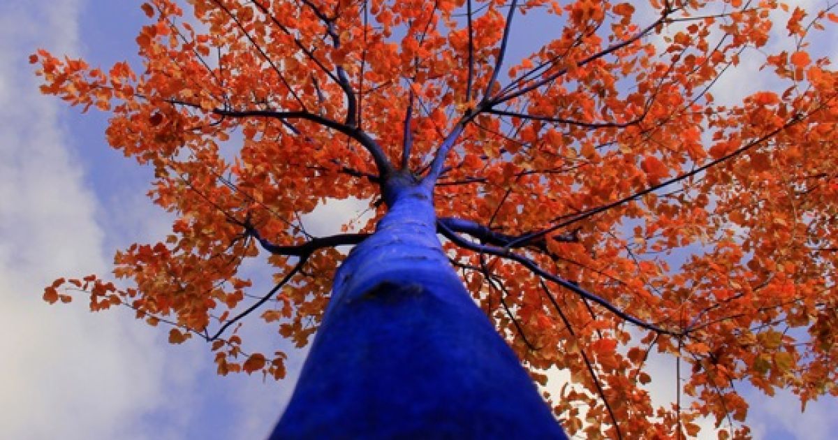 Сині дерева - проект Blue Trees / © kondimopoulos.com