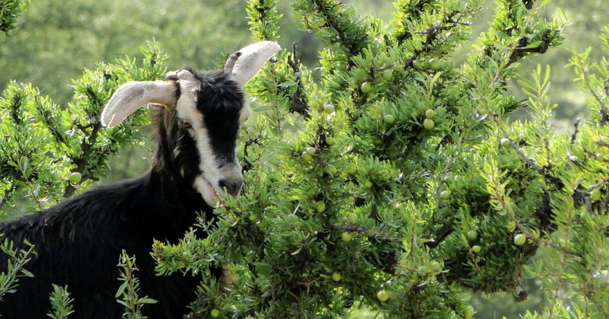 Кози в Марокко пасуться на деревах / © Фототелеграф