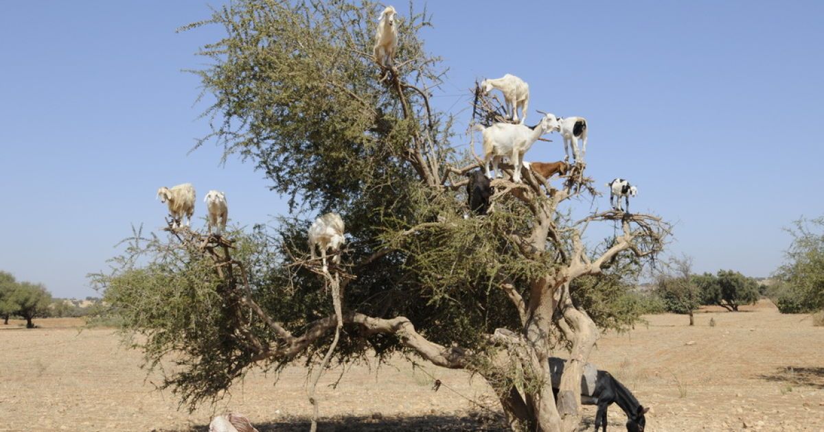 Кози в Марокко пасуться на деревах / © Фототелеграф