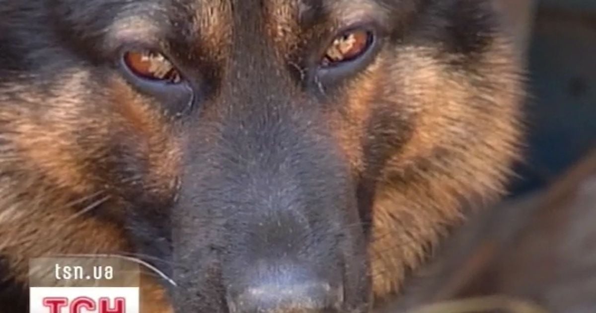 Вівчарка-вбивця чекає на вирішення своєї долі