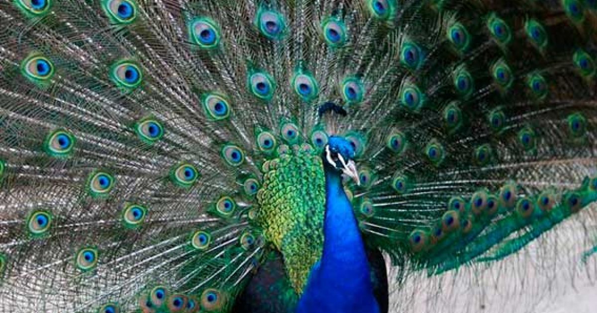 В Євпаторії знущаються над тваринами