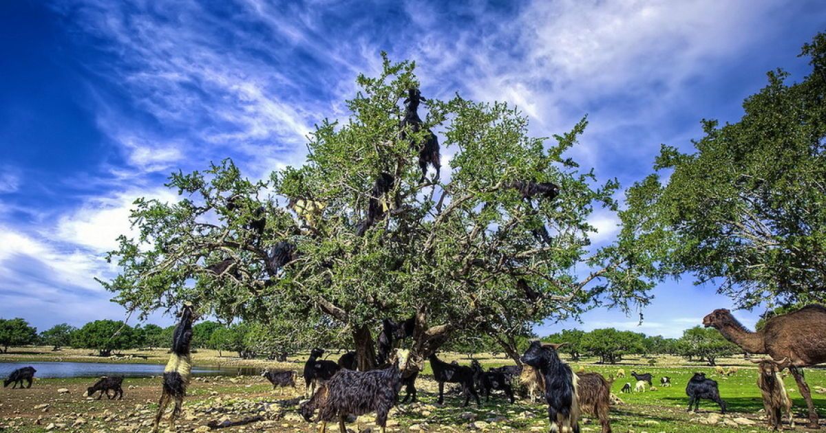 Кози в Марокко пасуться на деревах / © Фототелеграф