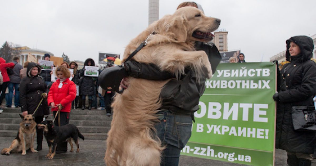 Марш проти вбивств безпритульних тварин в Україні напередодні Євро-2012.