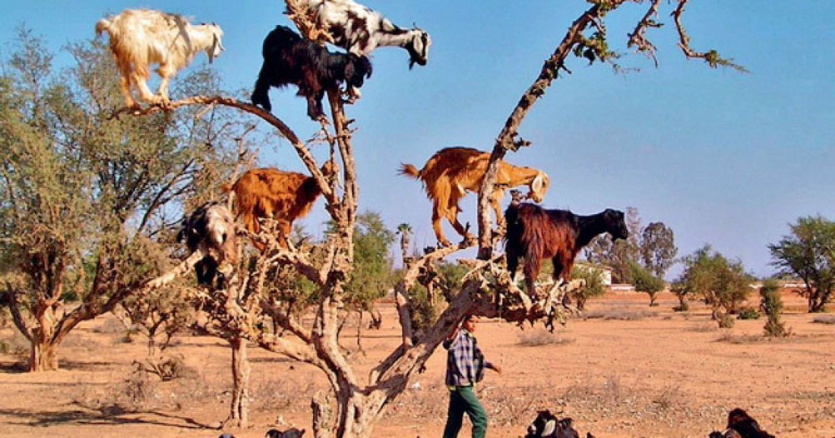 Кози в Марокко пасуться на деревах / © Фототелеграф