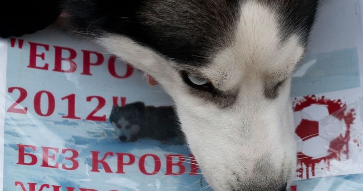 Марш проти вбивств безпритульних тварин в Україні напередодні Євро-2012.