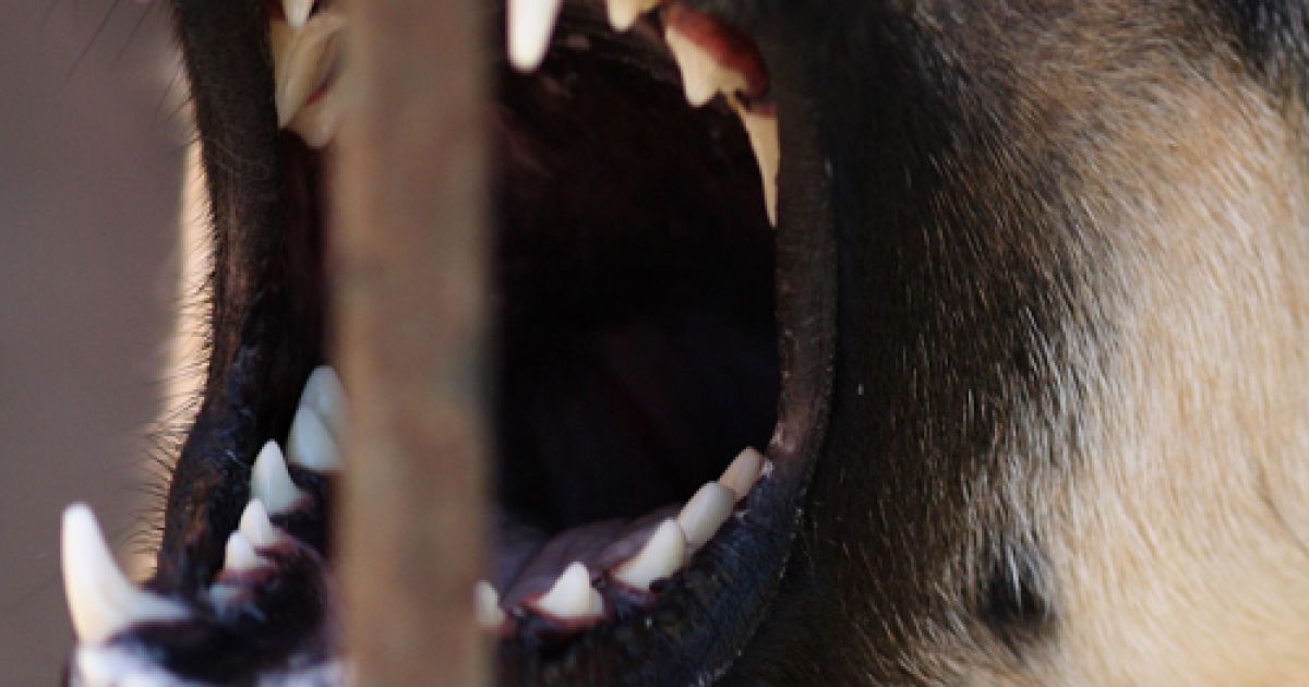 Пес відгриз господарю його яєчка.