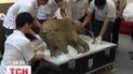 В Китай привезли мамонтенка Любу возрастом 42 000 лет