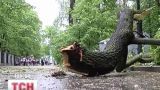 У Києві під час сильної зливи дерево травмувало молоду жінку