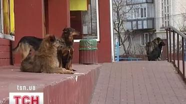Собака стала настоящим горем для черниговчан