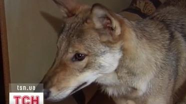 32-річний сумчанин уже рік живе разом з хижаком