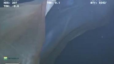 В глубинах океана нашли странное и непонятное существо