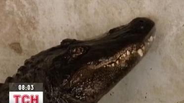 Ветеринари врятували життя найстарішому алігатору в світі